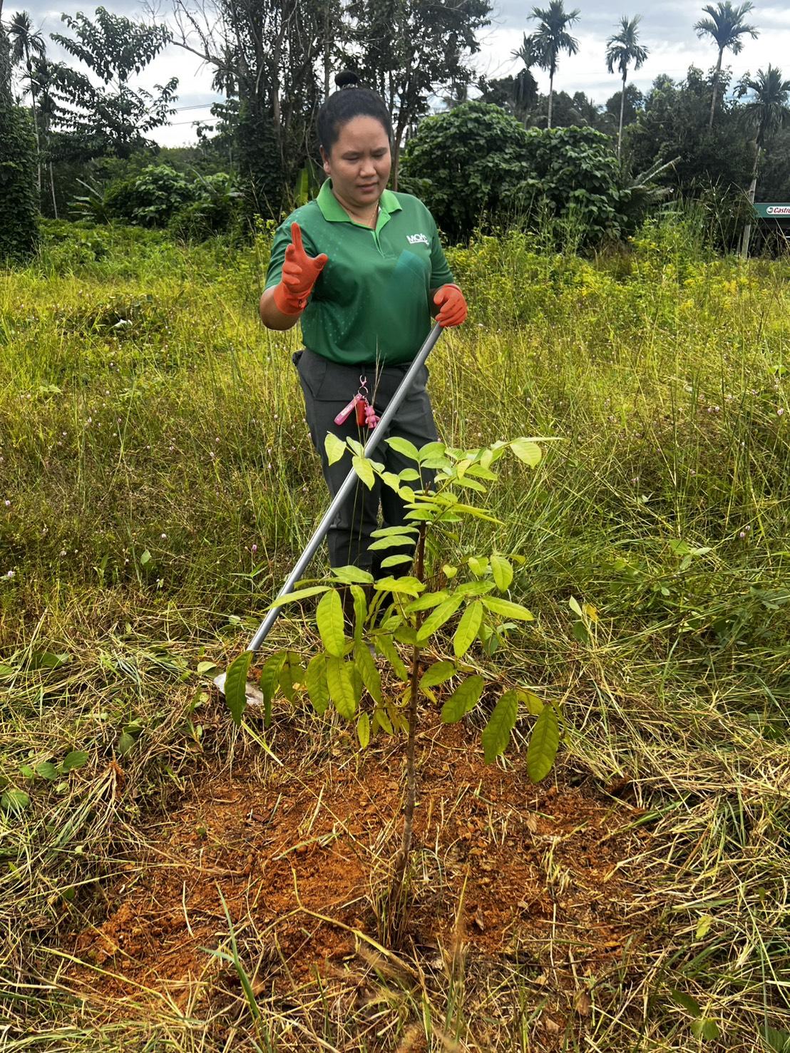 ภาพประกอบที่ 13