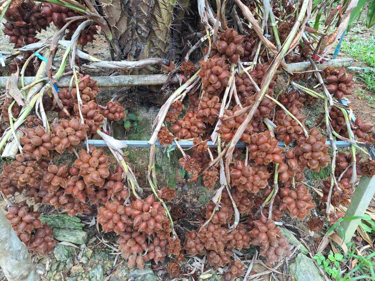 ภาพประกอบที่ 7