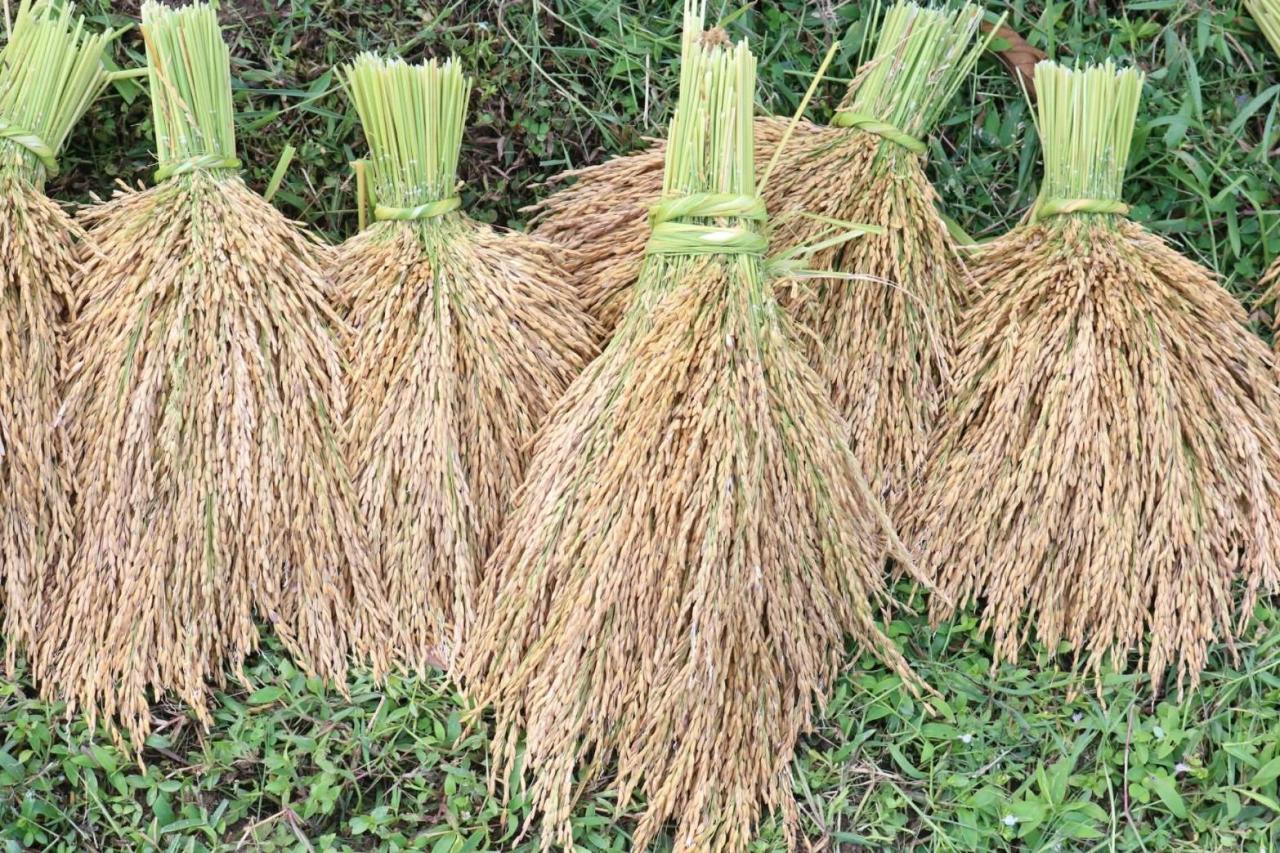 ภาพประกอบที่ 5