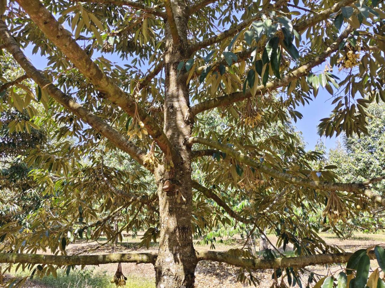 ภาพประกอบที่ 5