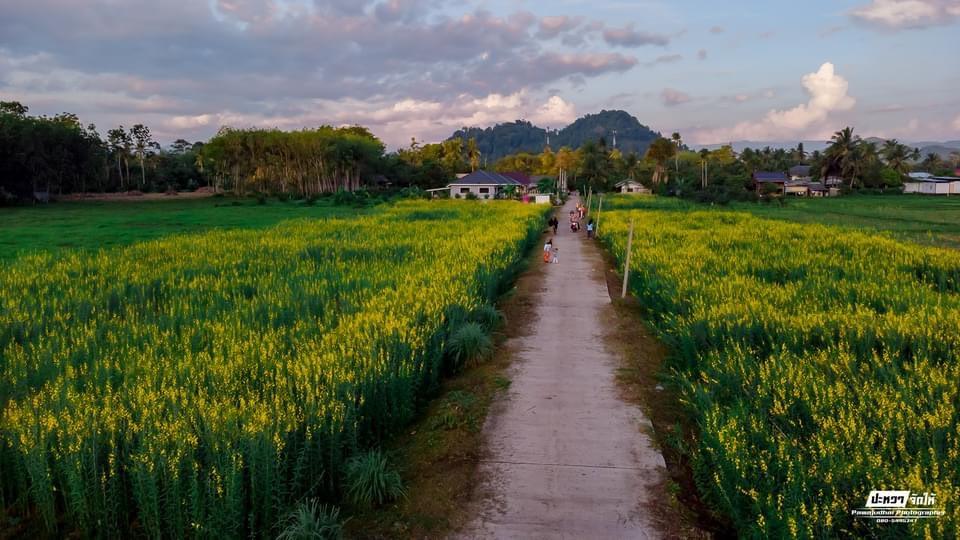 ภาพประกอบที่ 2