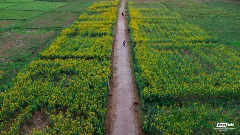 ภาพประกอบที่ 6