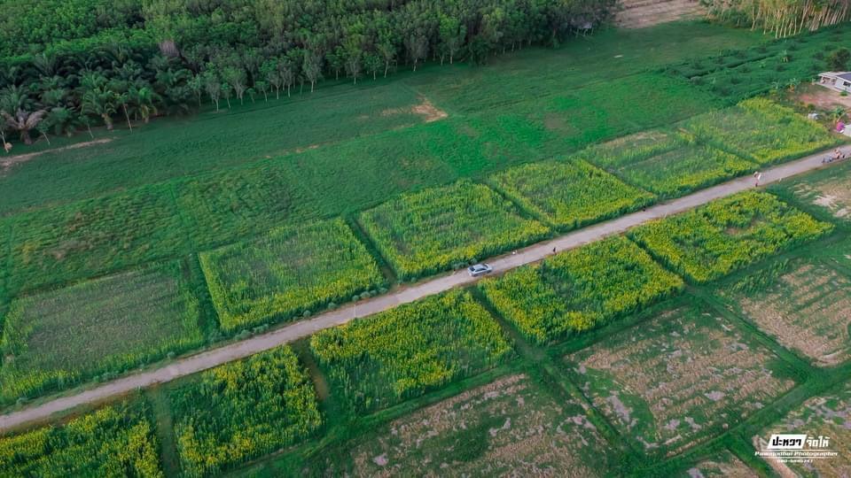 ภาพประกอบที่ 7
