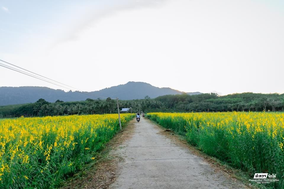 ภาพประกอบที่ 8