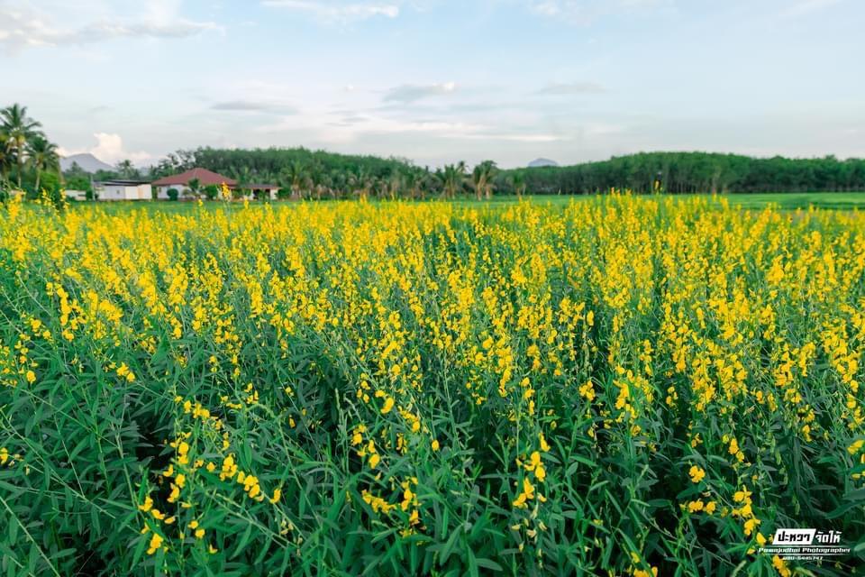 ภาพประกอบที่ 9