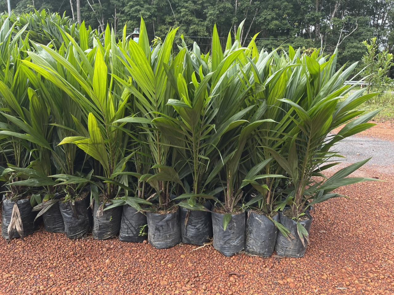 ภาพประกอบที่ 5