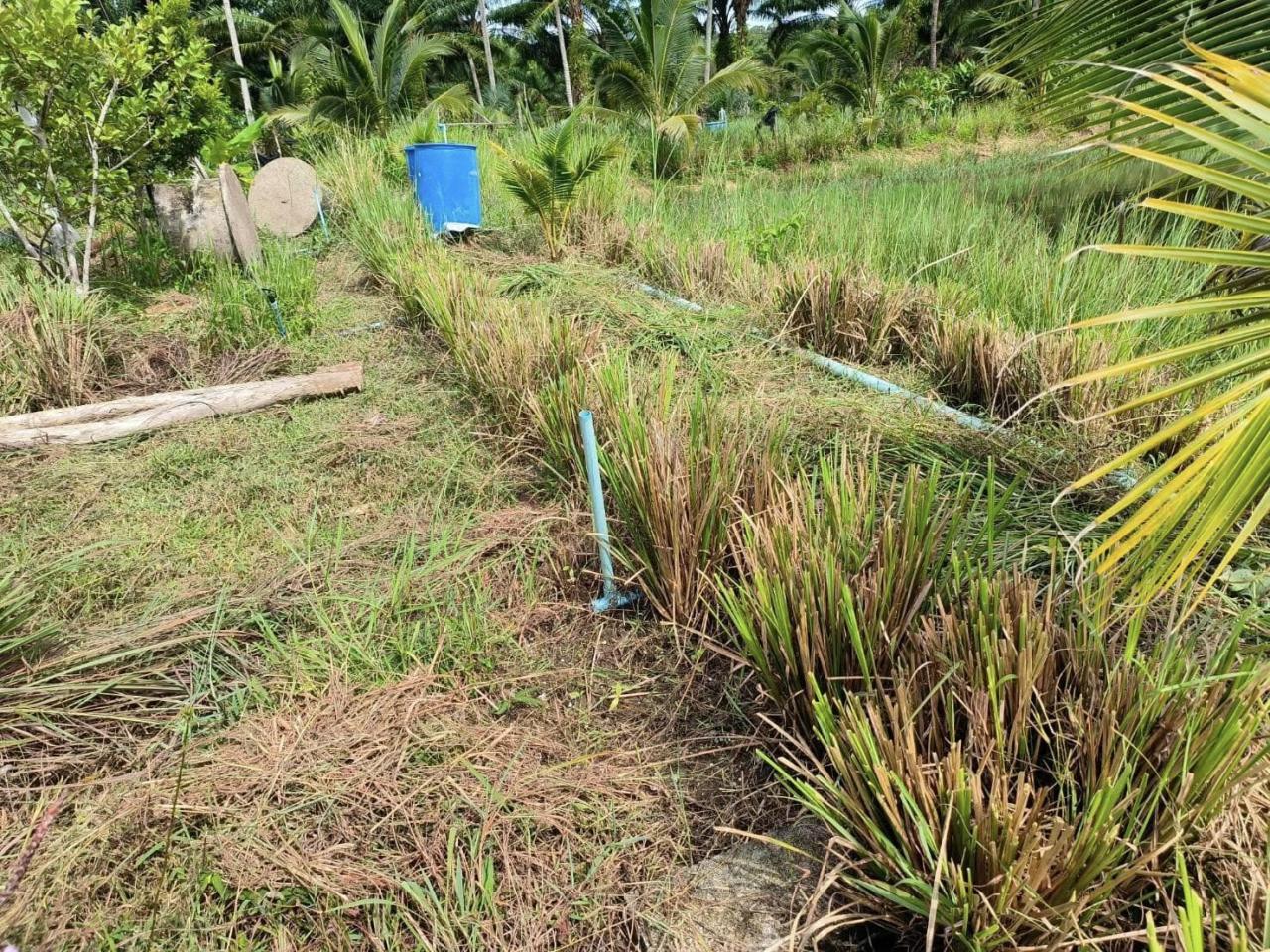 ภาพประกอบที่ 5