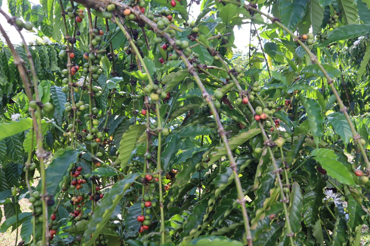 ภาพประกอบที่ 5