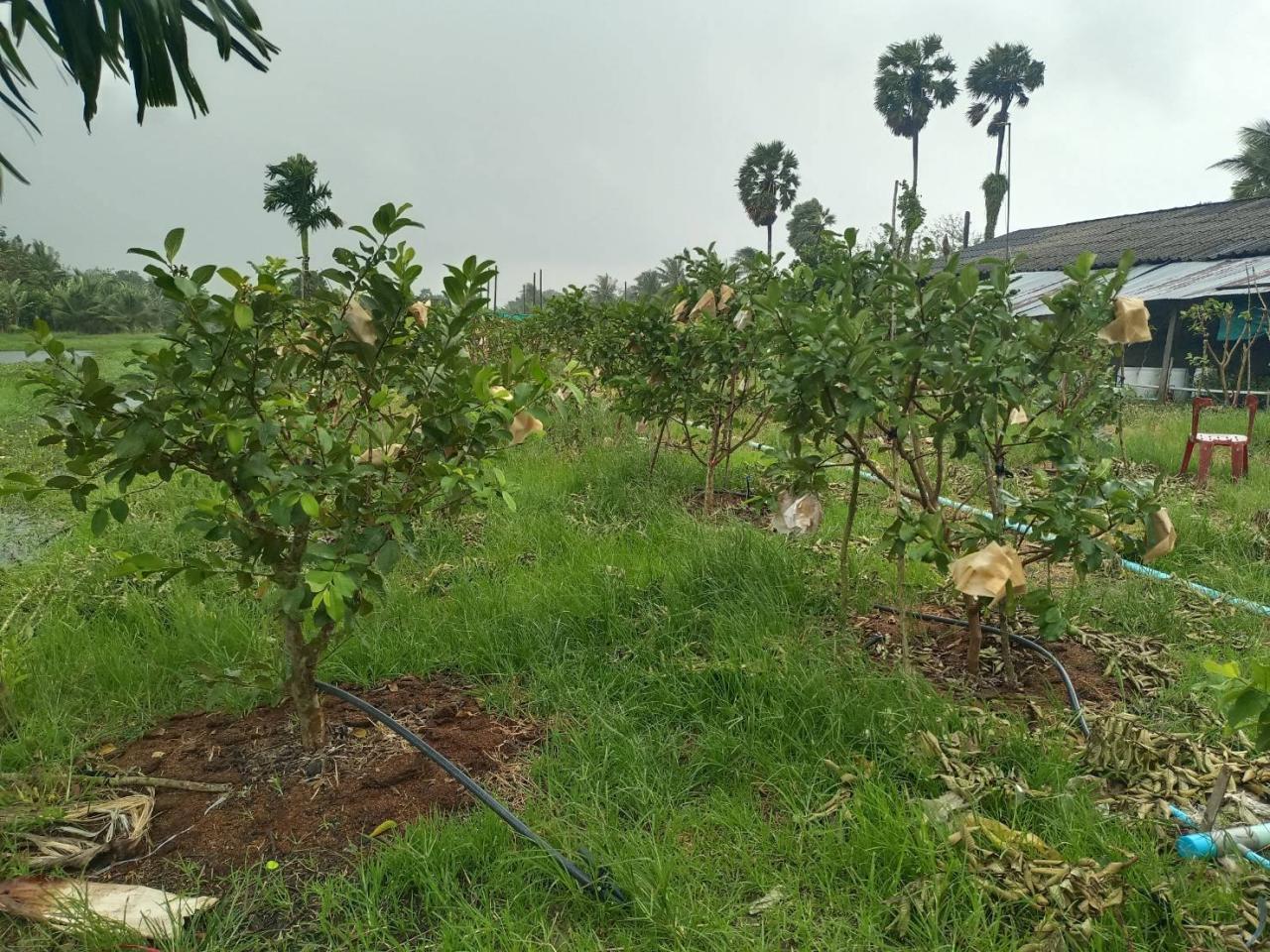 ภาพประกอบที่ 3