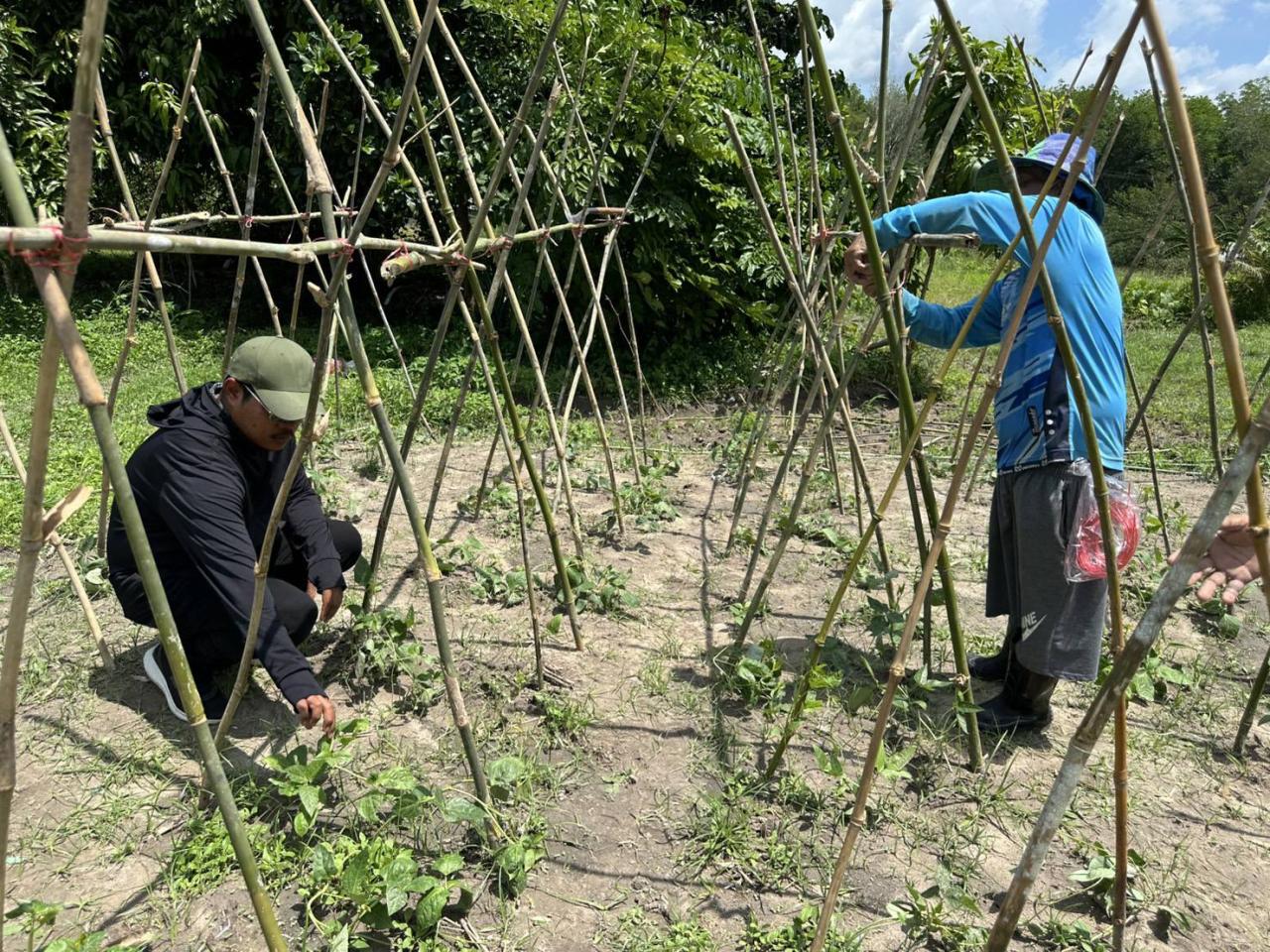 ภาพประกอบที่ 5