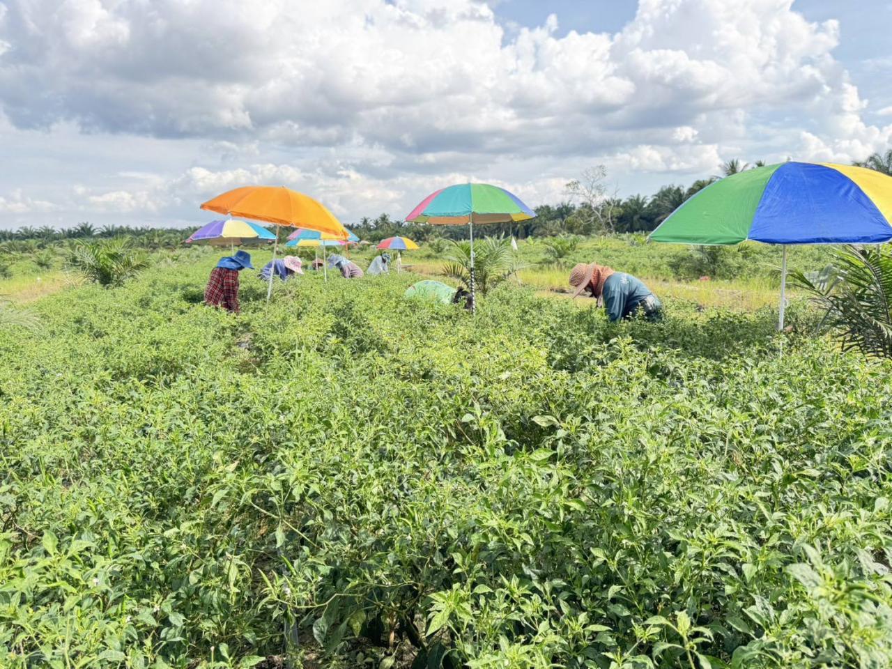 ภาพประกอบที่ 4