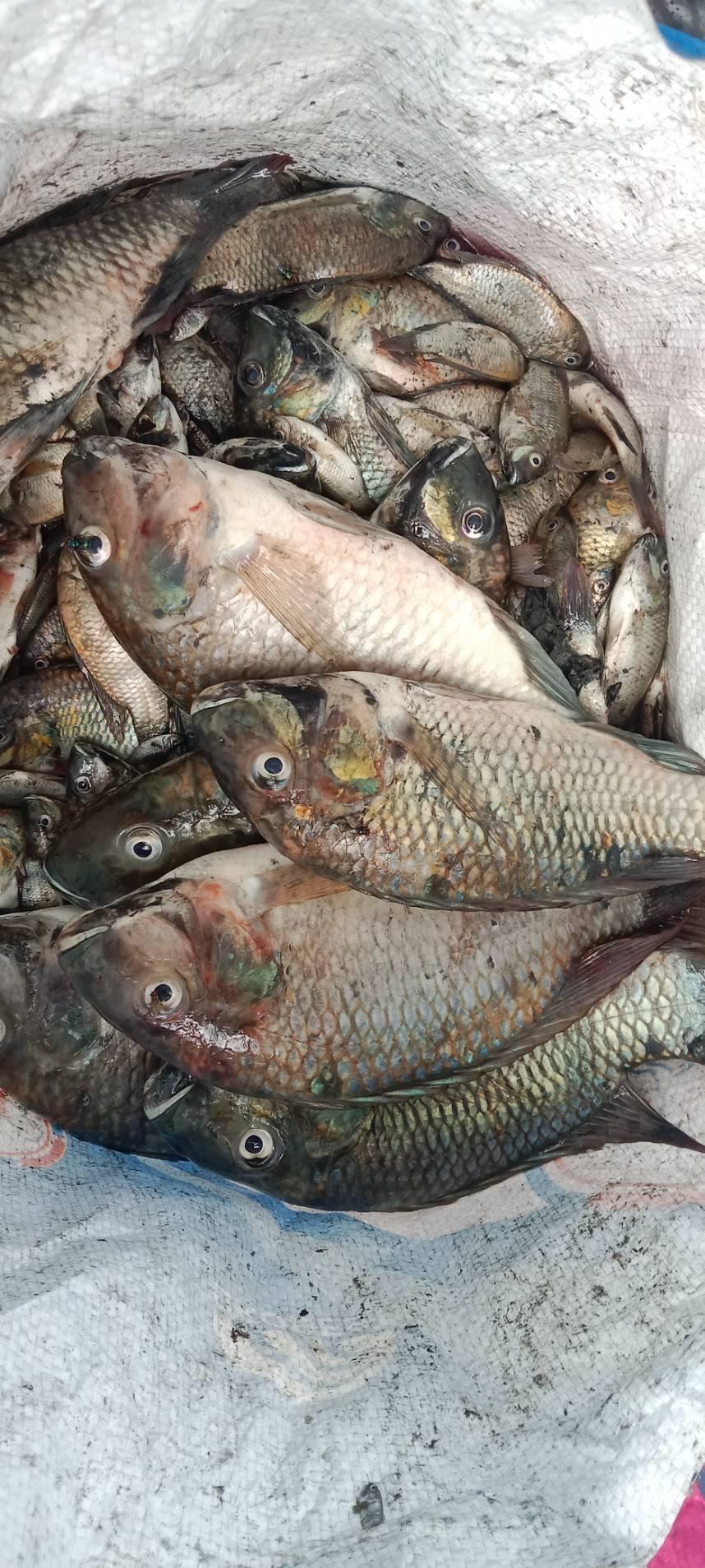 ภาพประกอบที่ 7