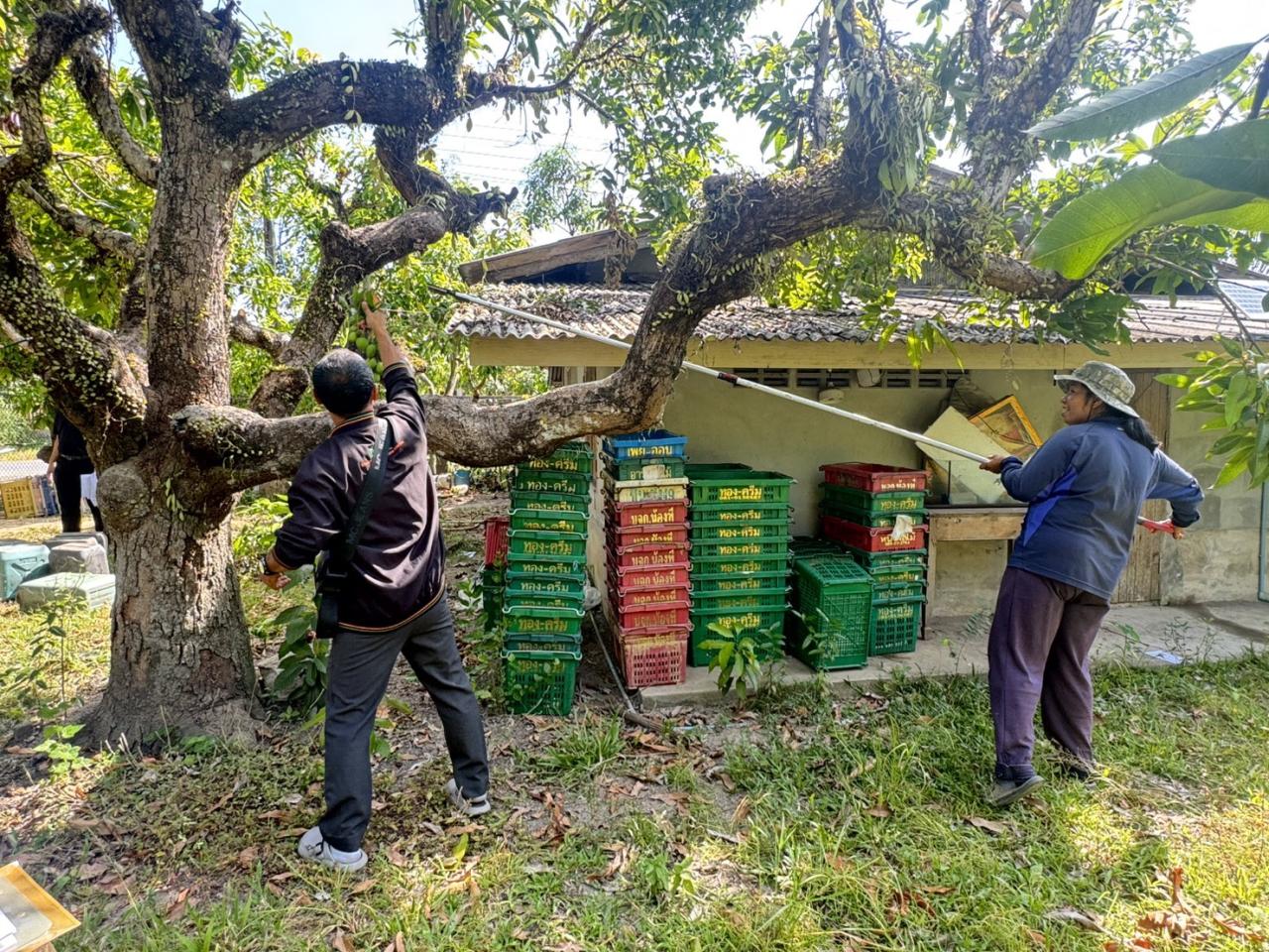 ภาพประกอบที่ 7