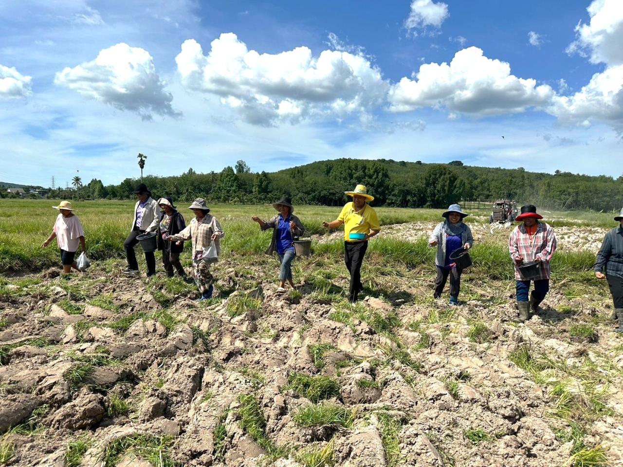 ภาพประกอบที่ 7