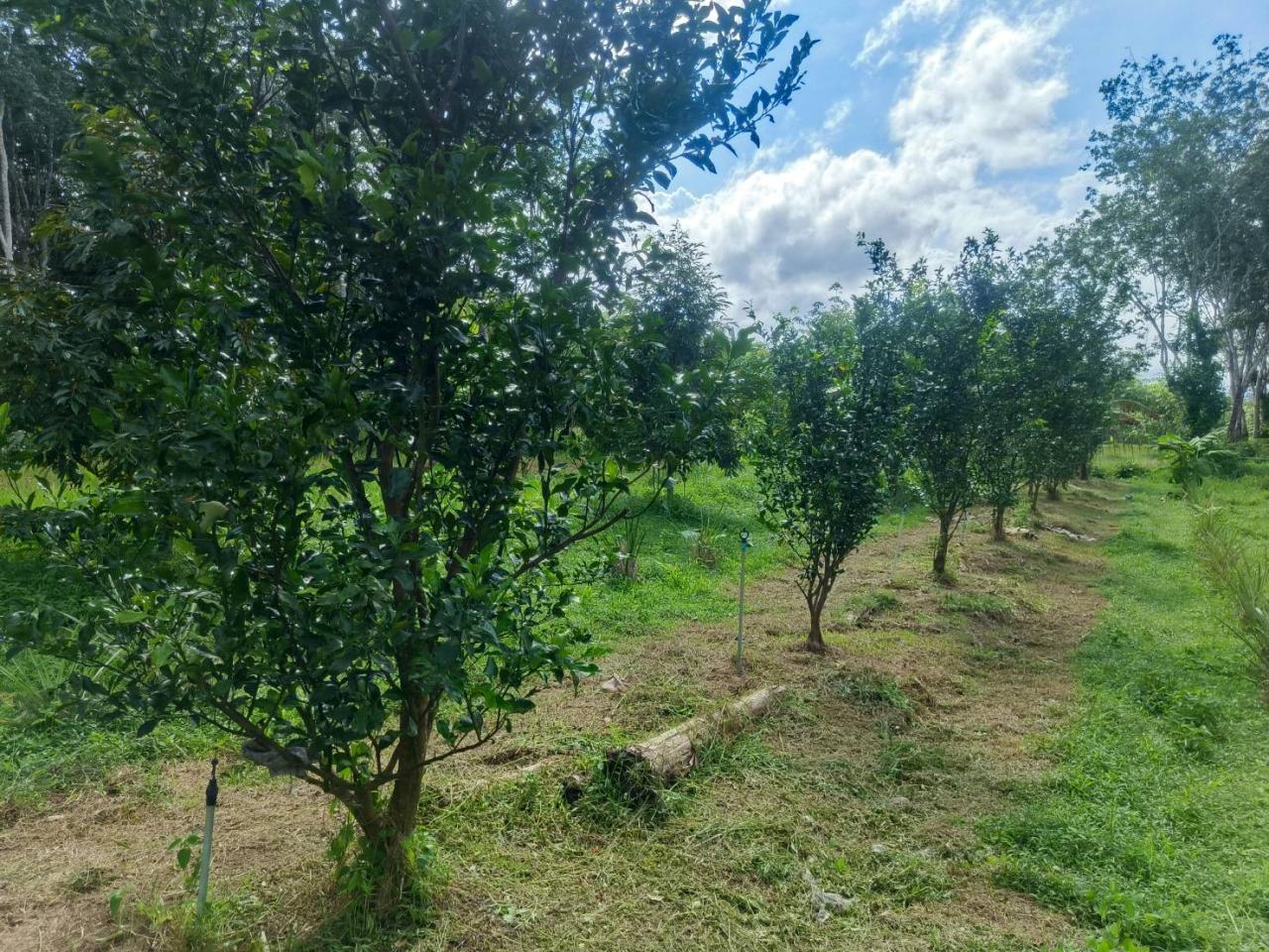 ภาพประกอบที่ 4