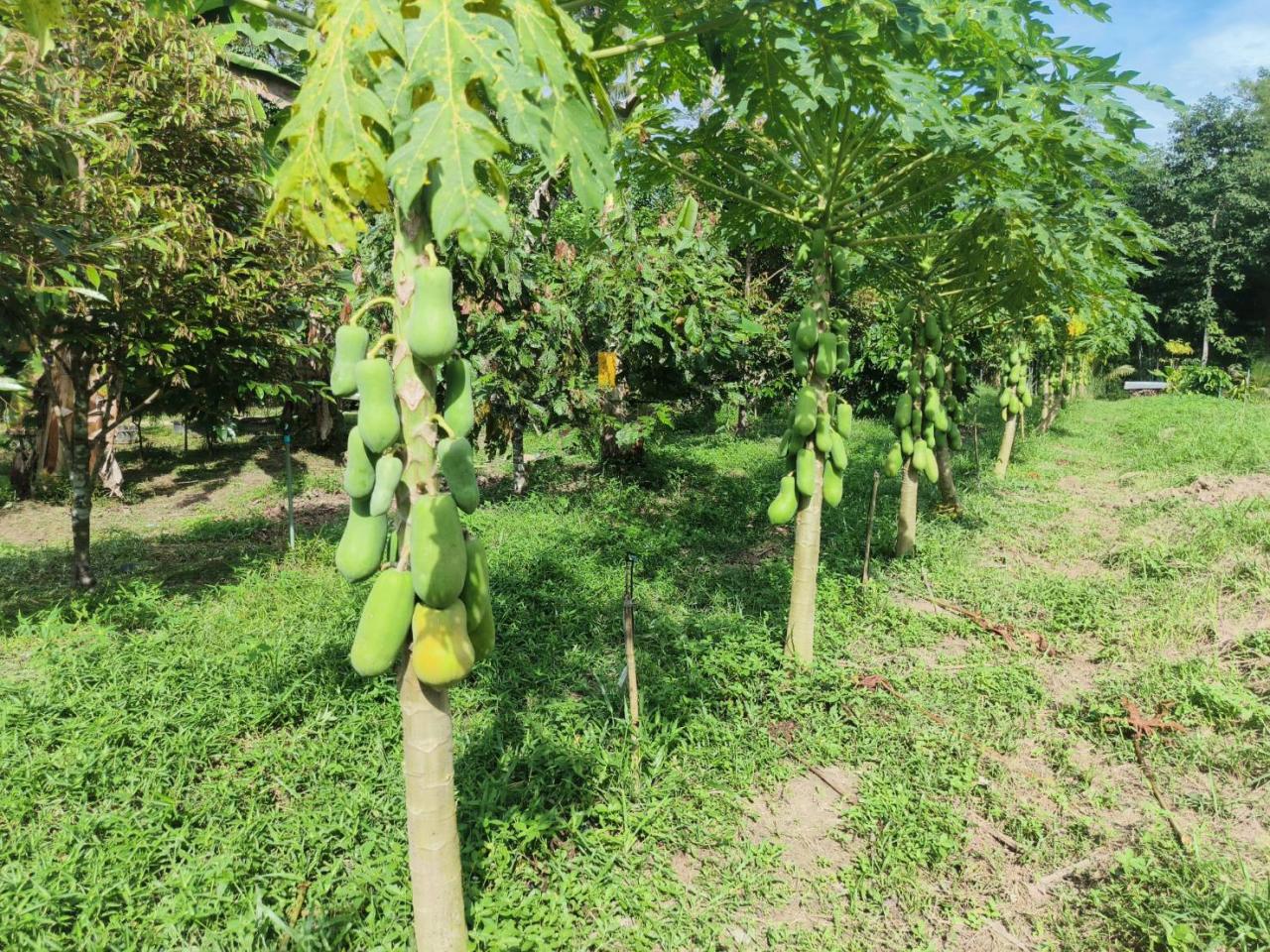 ภาพประกอบที่ 5