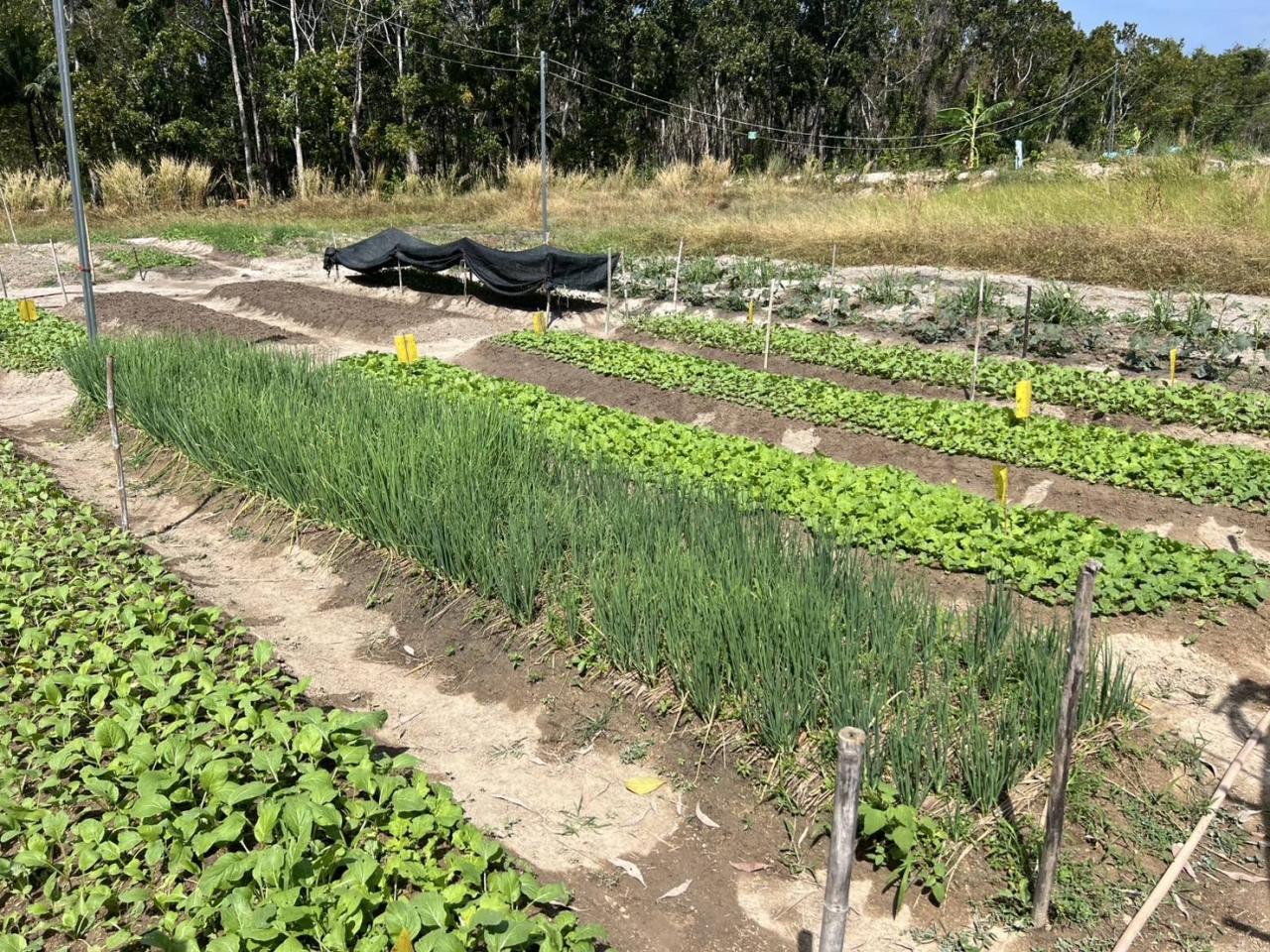 ภาพประกอบที่ 9