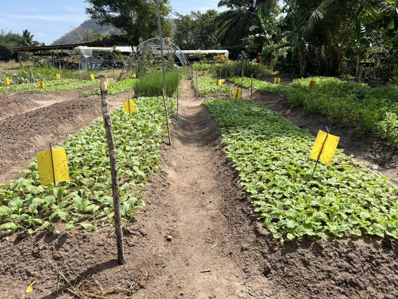 ภาพประกอบที่ 10