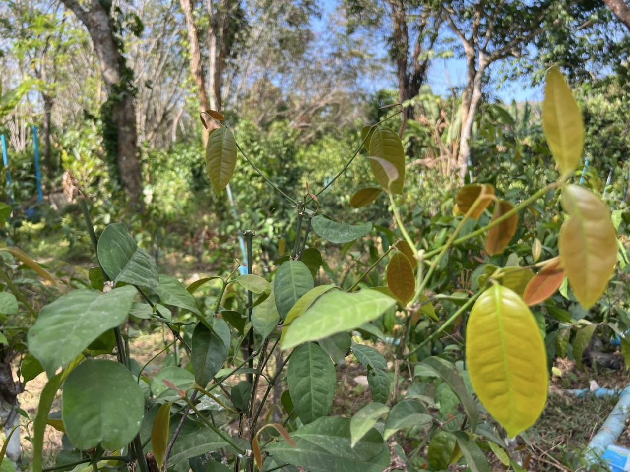 ภาพประกอบที่ 7