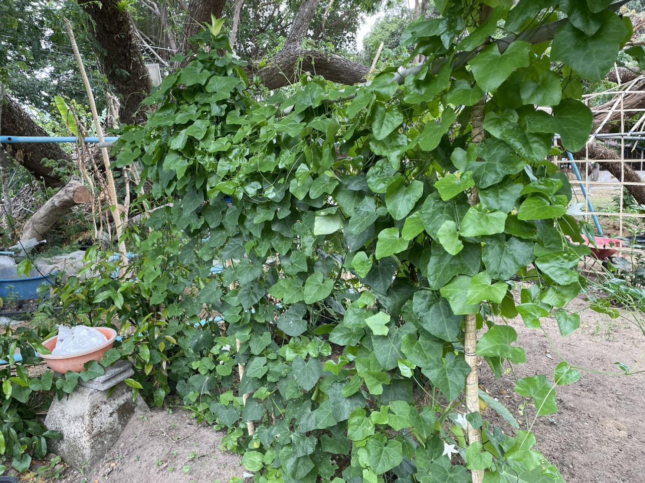 ภาพประกอบที่ 5