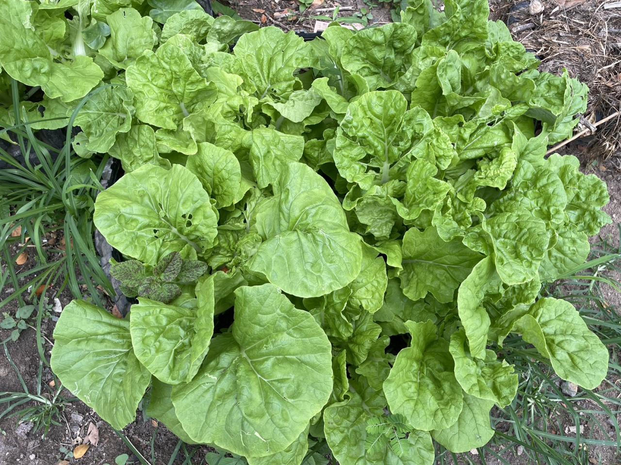 ภาพประกอบที่ 6