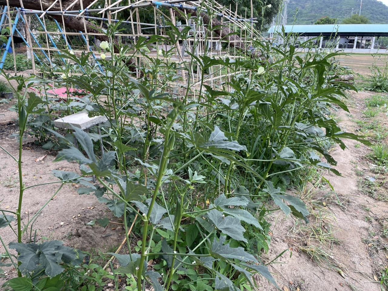 ภาพประกอบที่ 7