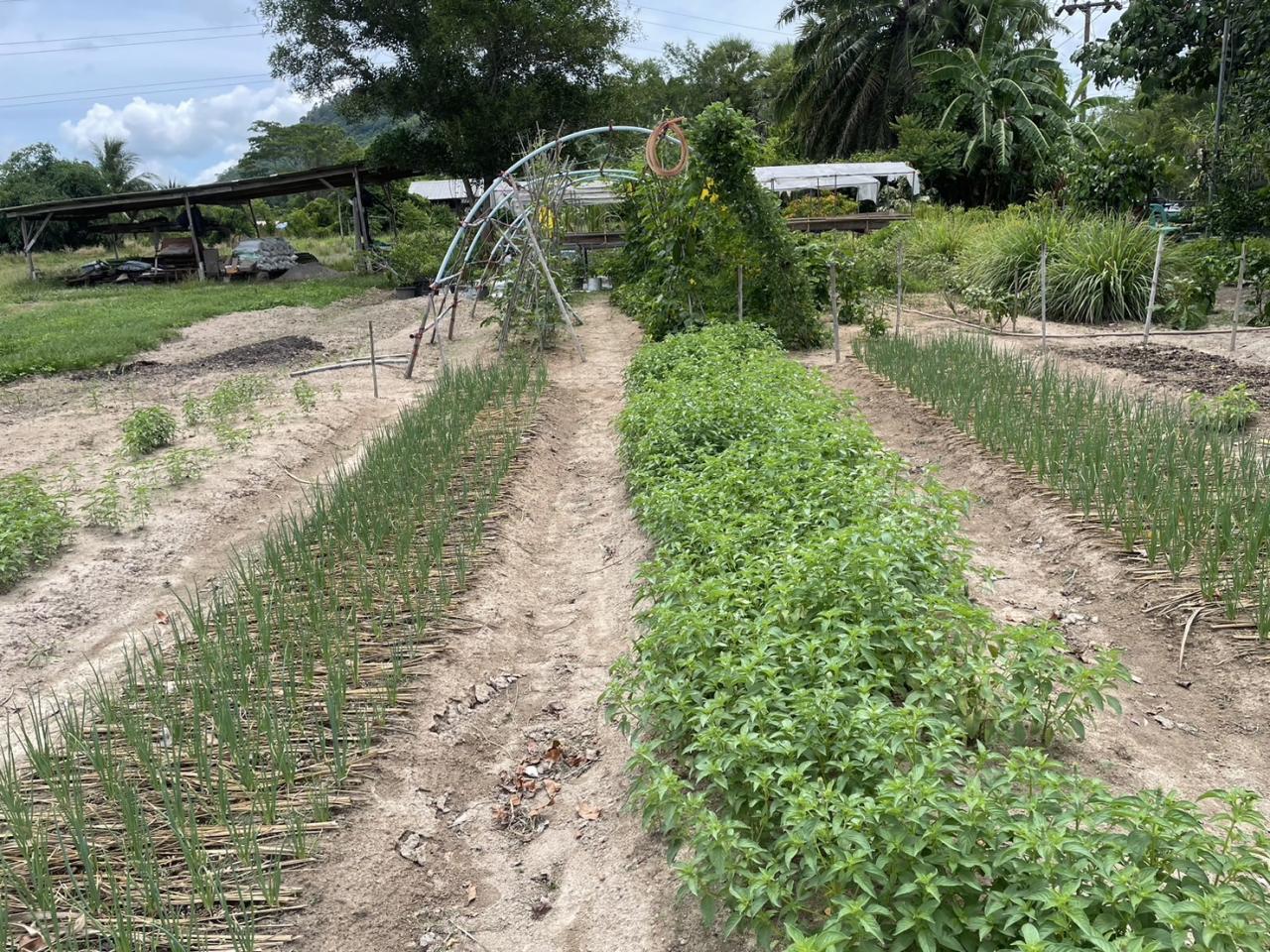 ภาพประกอบที่ 5