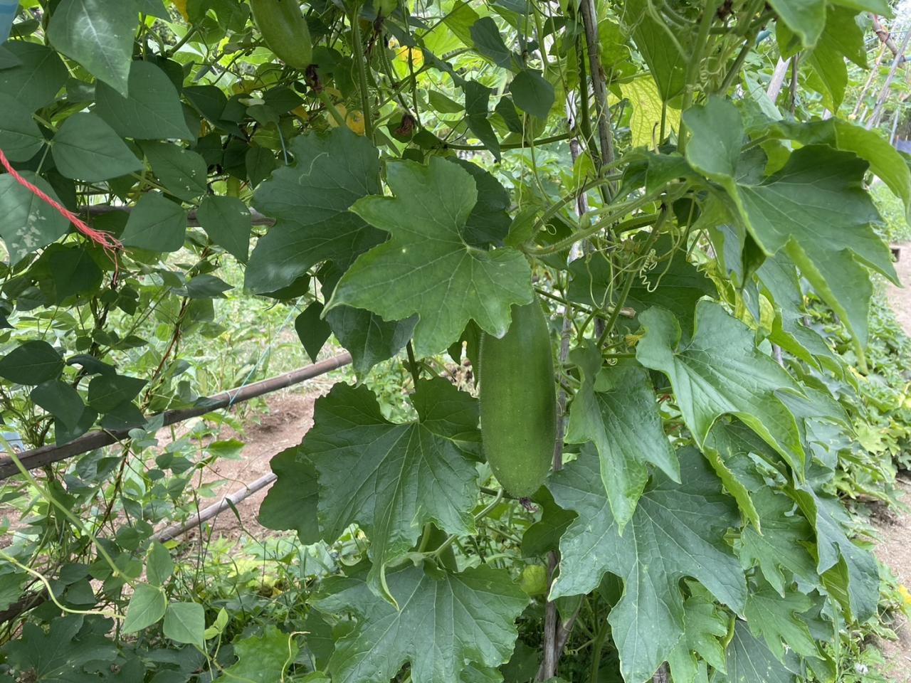 ภาพประกอบที่ 6