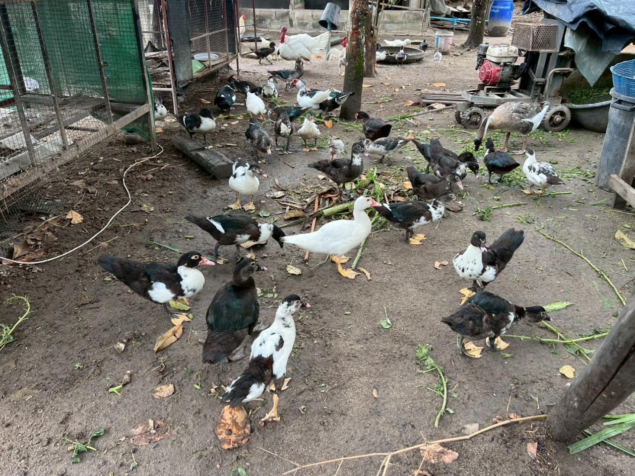 ภาพประกอบที่ 8