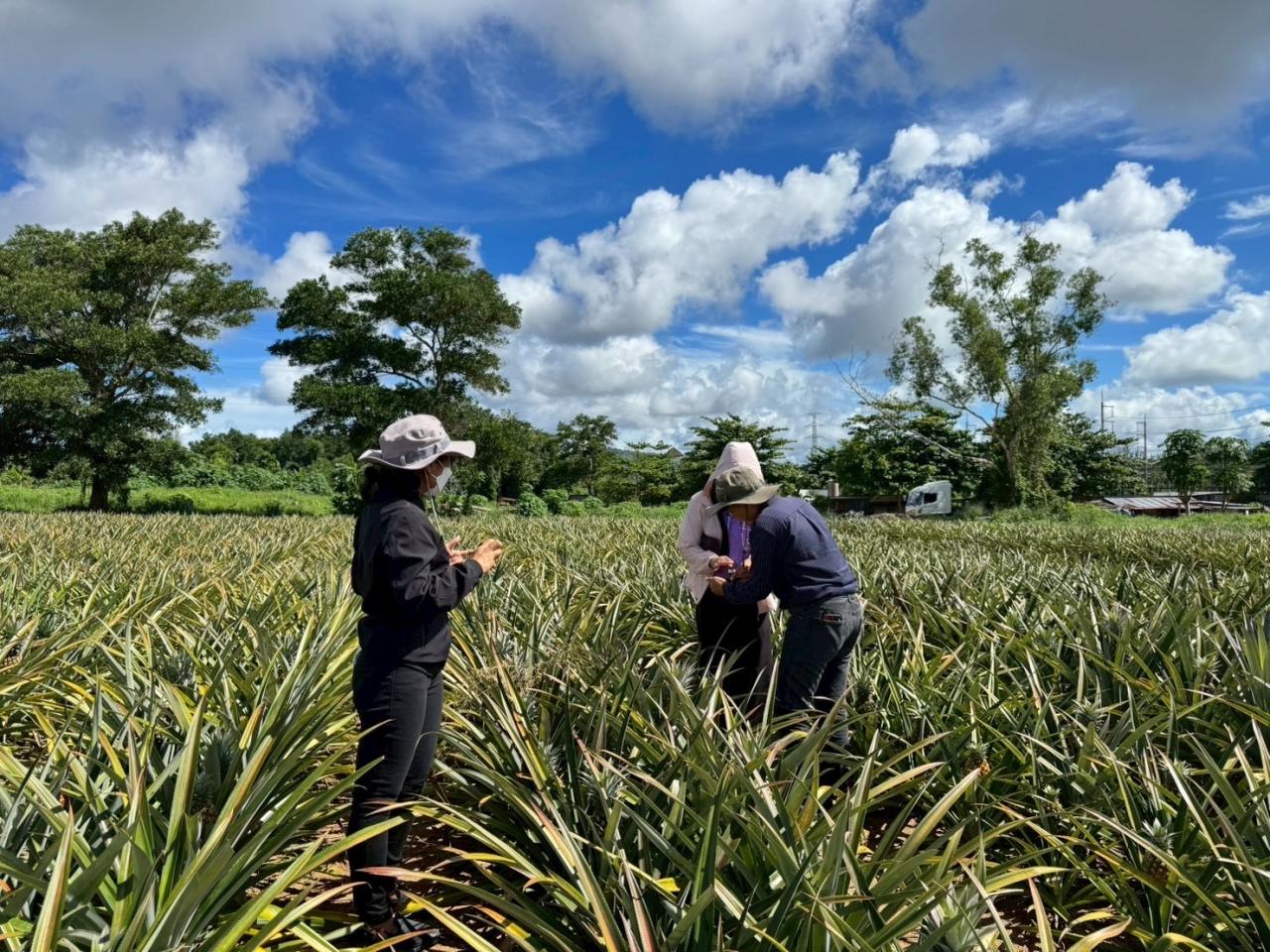 ภาพประกอบที่ 0