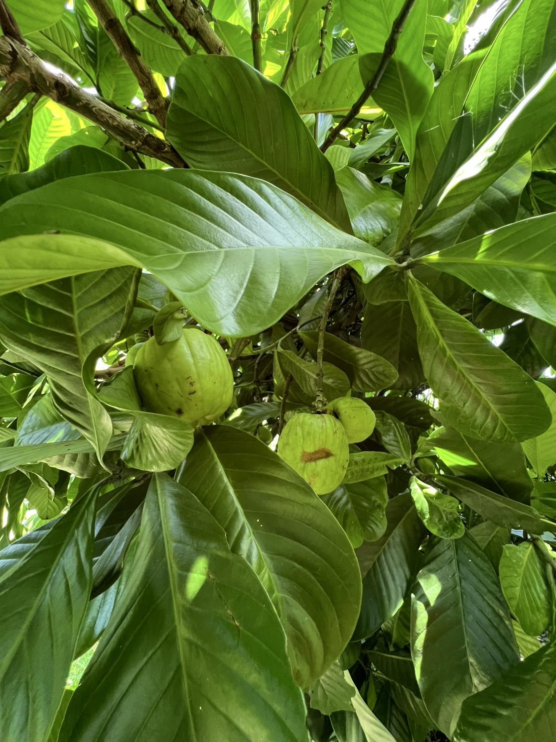 ภาพประกอบที่ 8