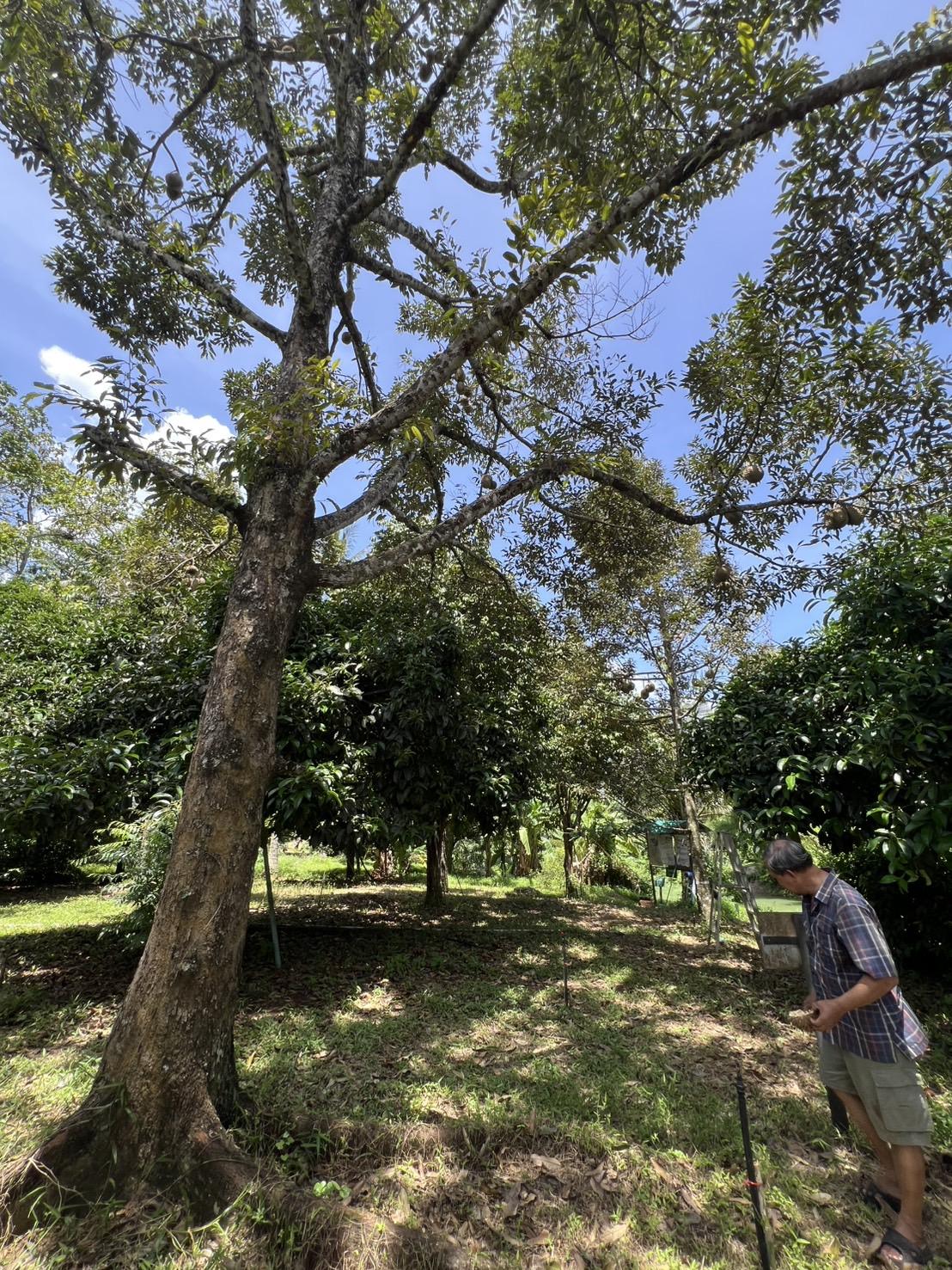 ภาพประกอบที่ 10
