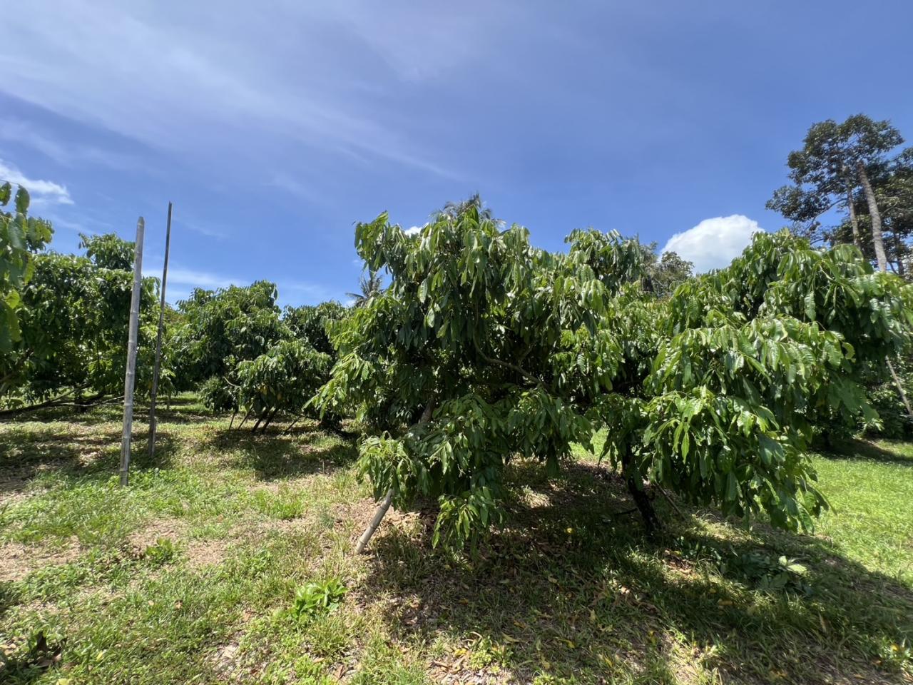 ภาพประกอบที่ 11