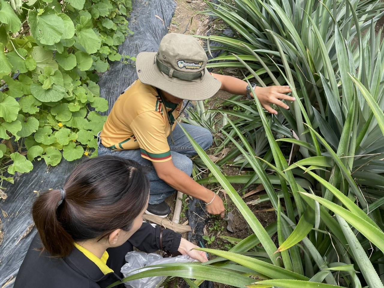 ภาพประกอบที่ 0