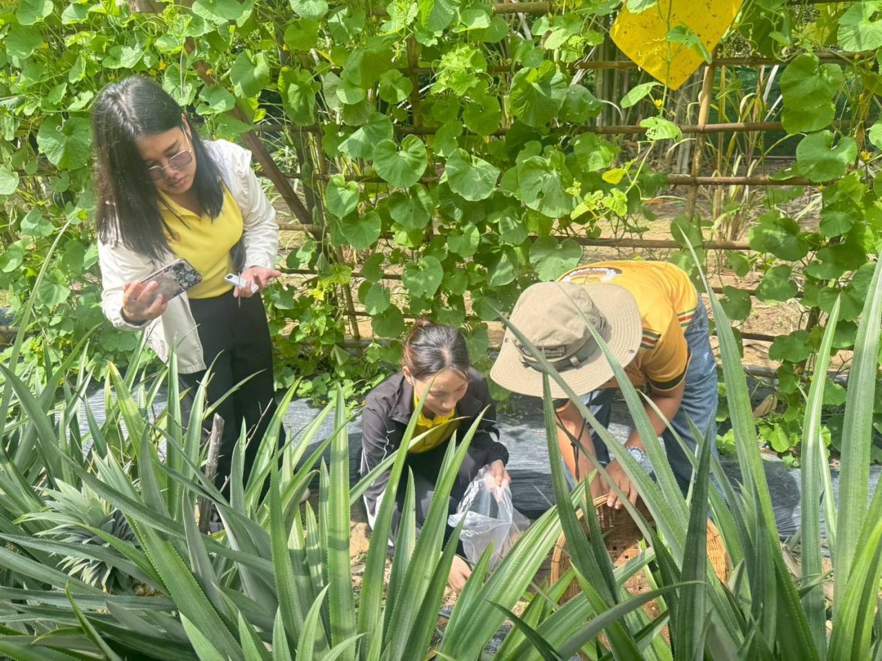 ภาพประกอบที่ 5