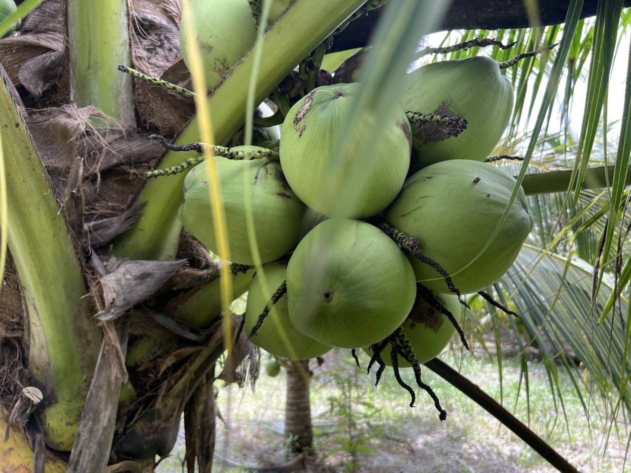 ภาพประกอบที่ 11