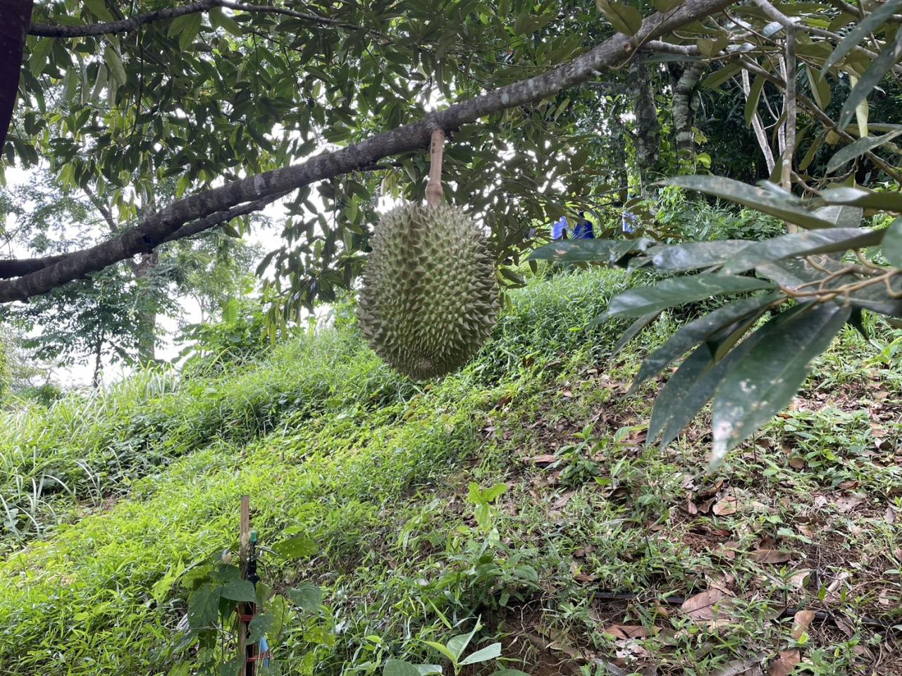 ภาพประกอบที่ 7