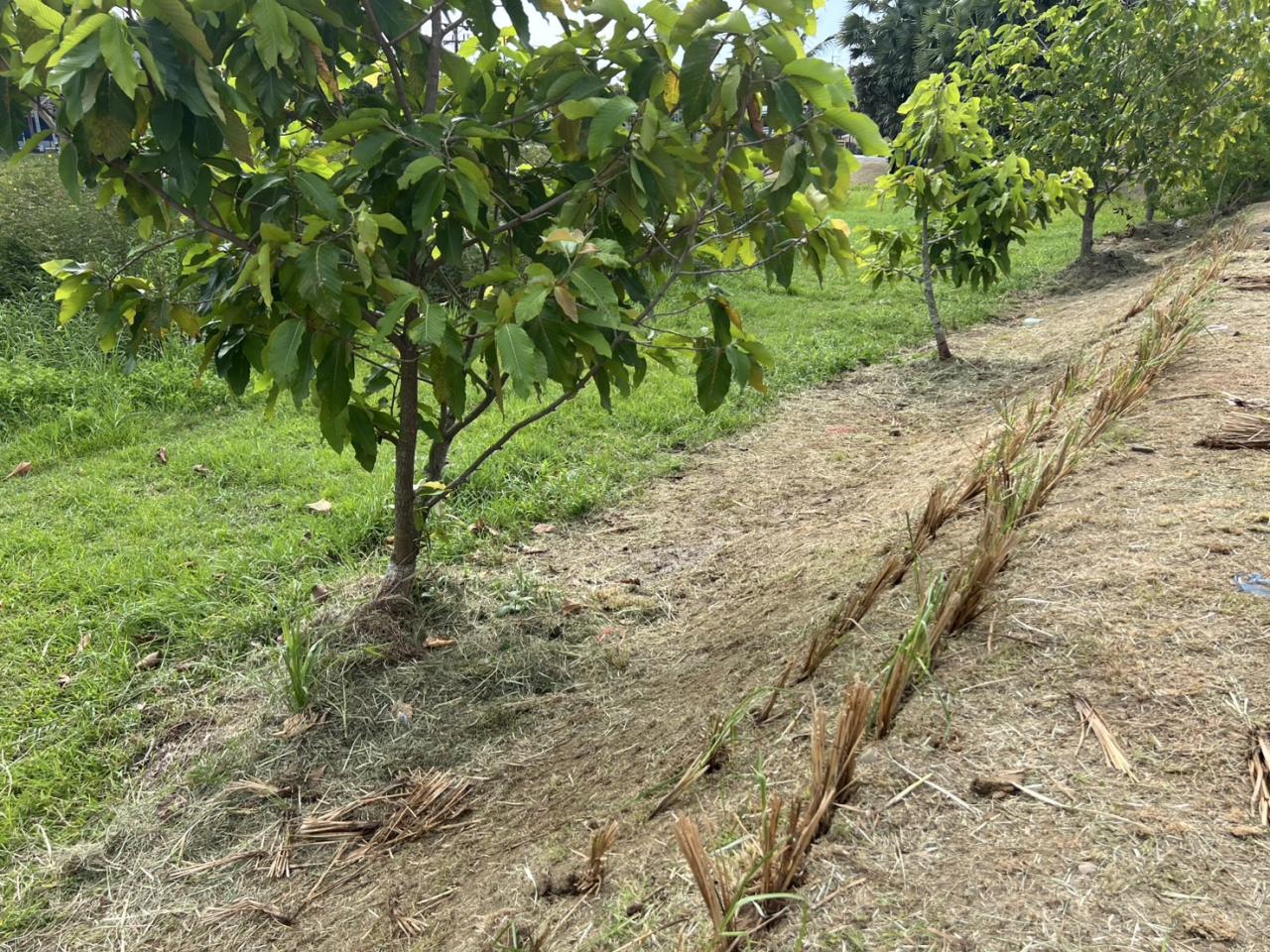 ภาพประกอบที่ 13