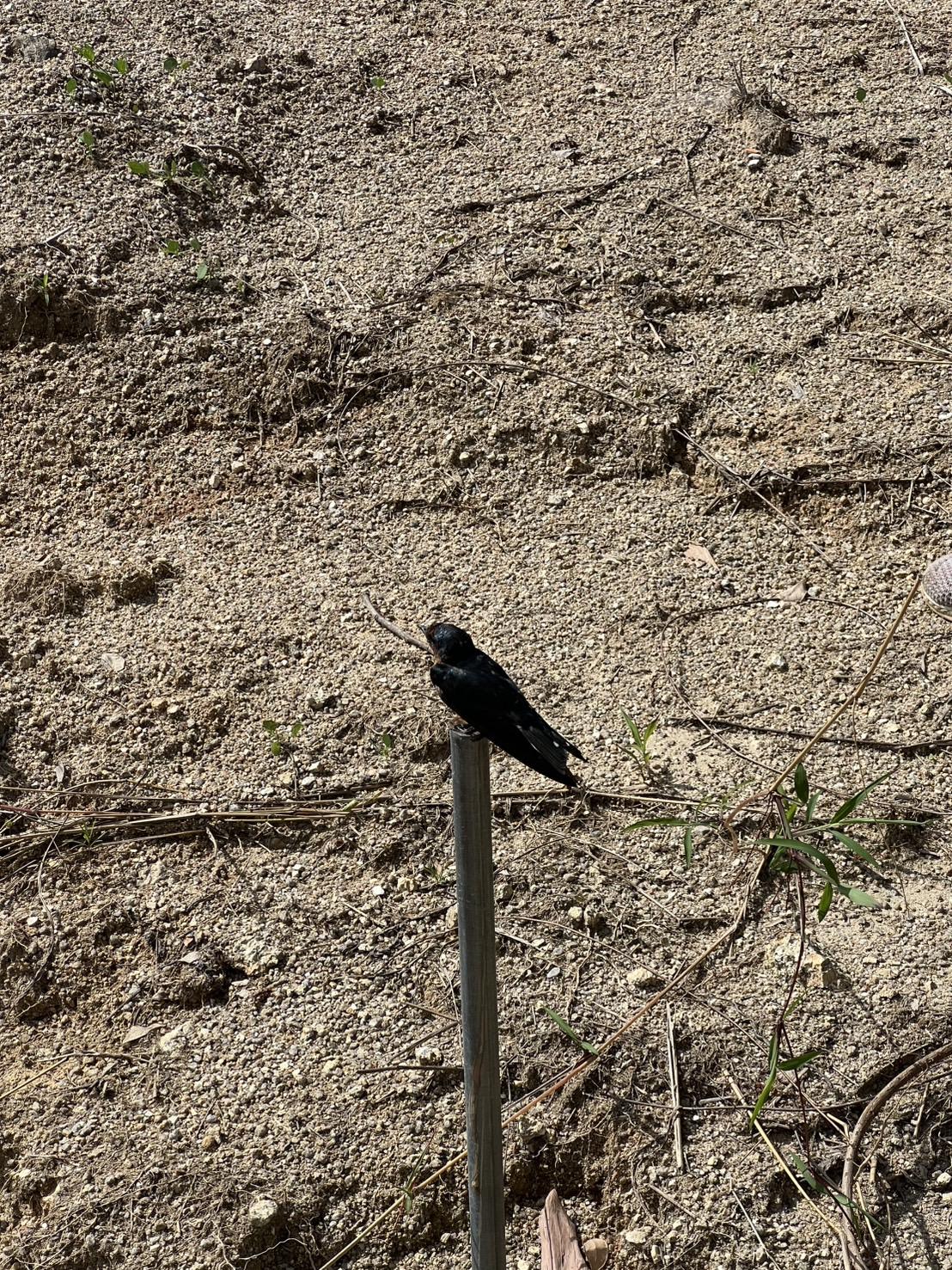 ภาพประกอบที่ 12