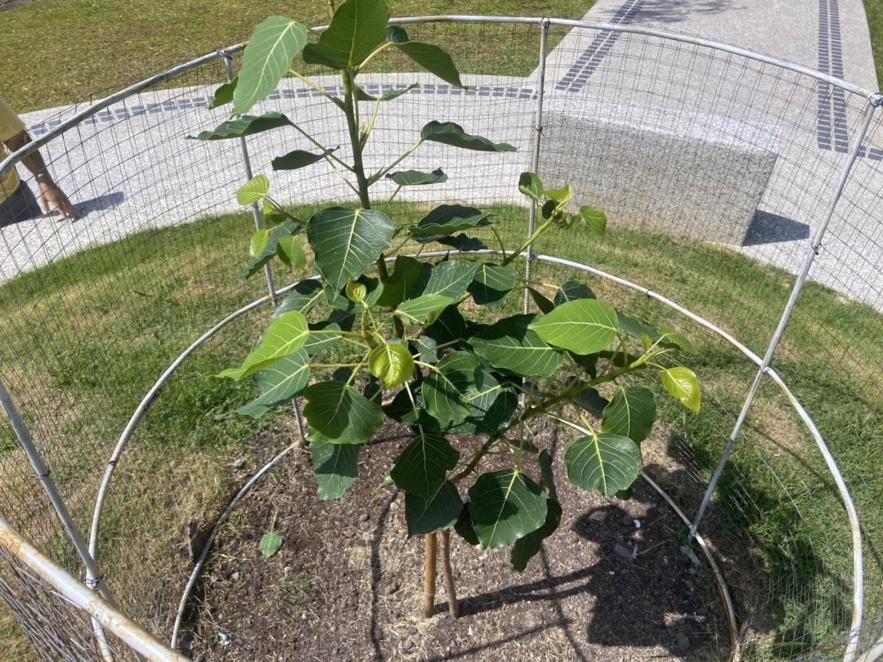 ภาพประกอบที่ 4