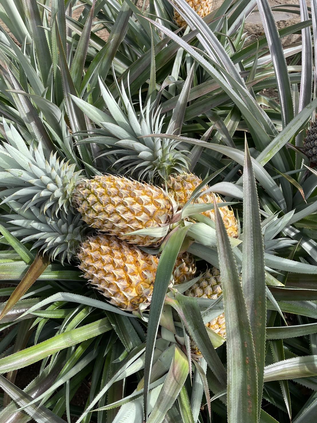 ภาพประกอบที่ 7