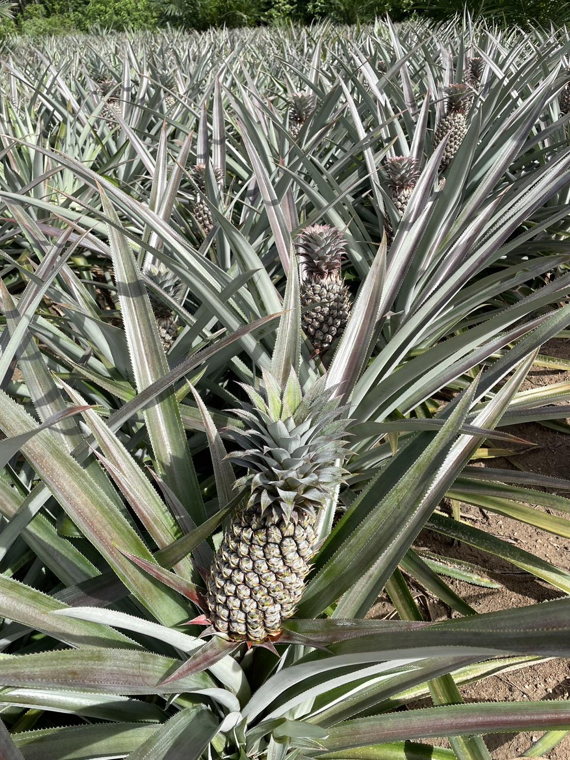 ภาพประกอบที่ 8