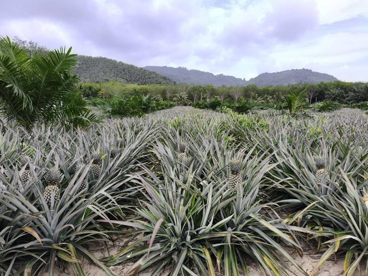 ภาพประกอบที่ 6