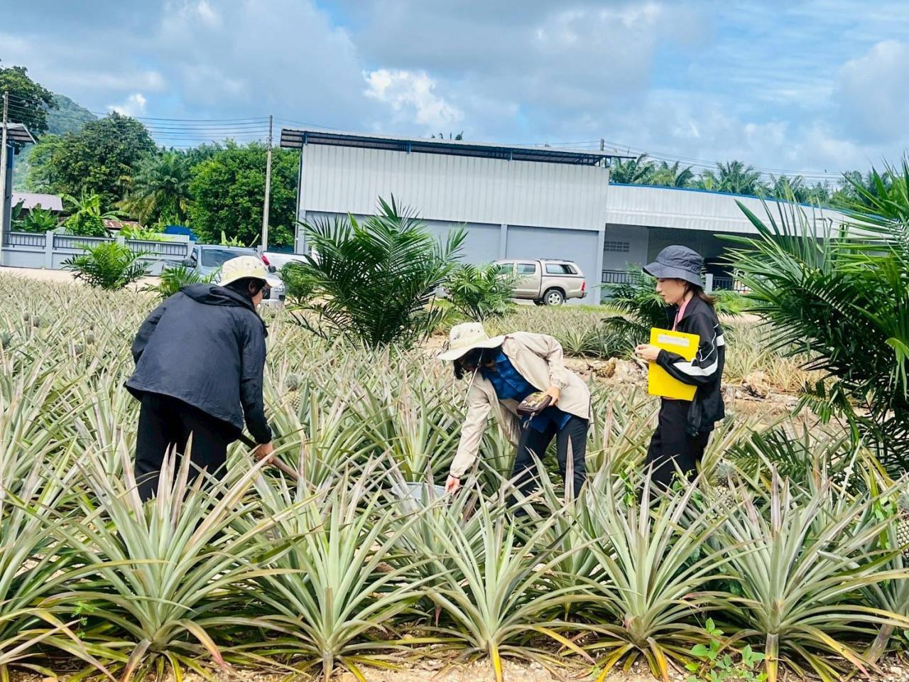 ภาพประกอบที่ 0