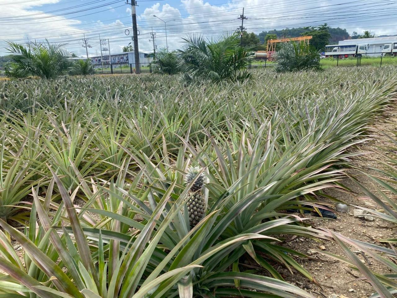 ภาพประกอบที่ 6