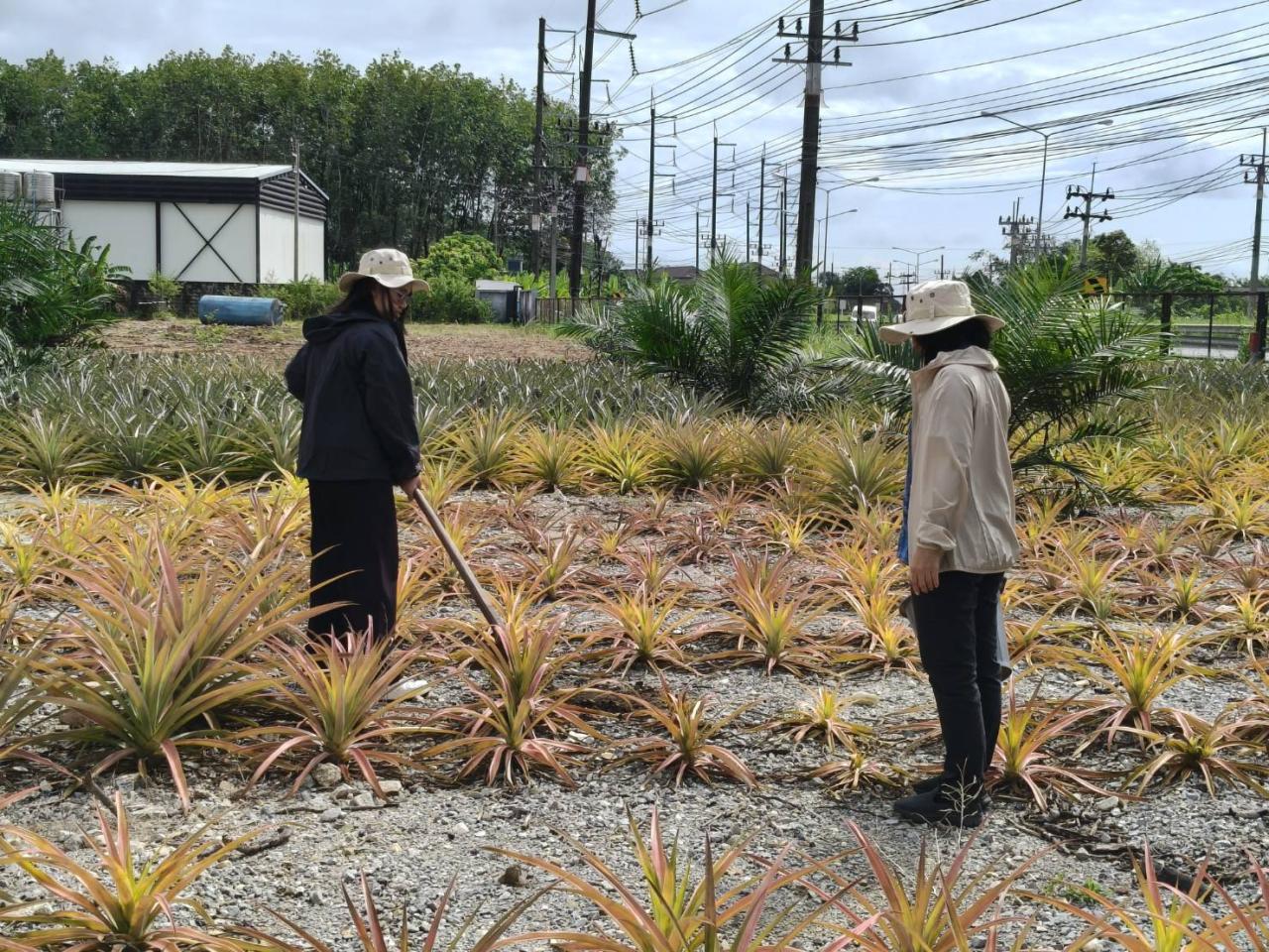 ภาพประกอบที่ 7