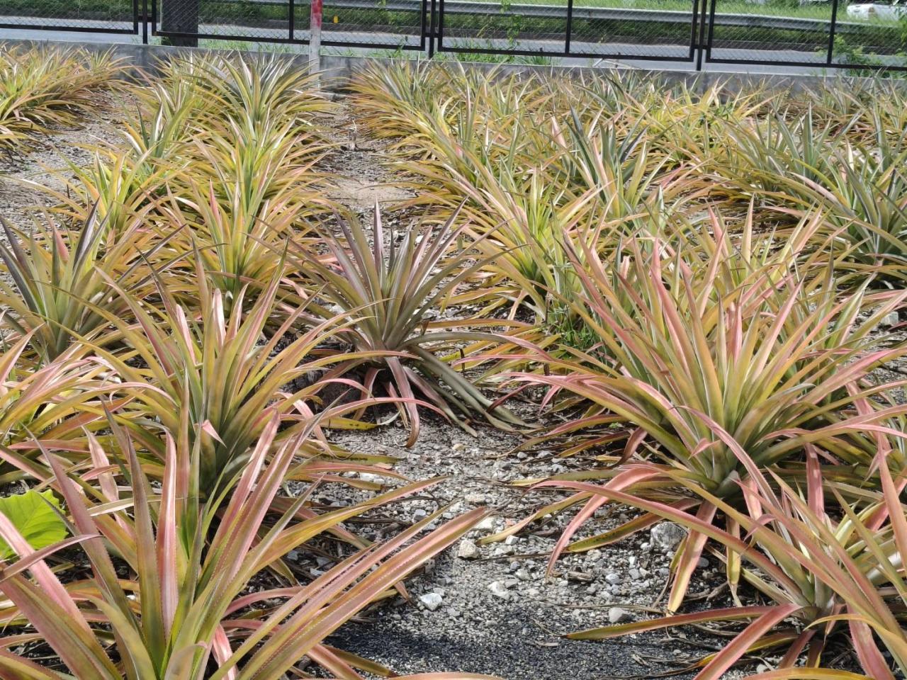 ภาพประกอบที่ 8