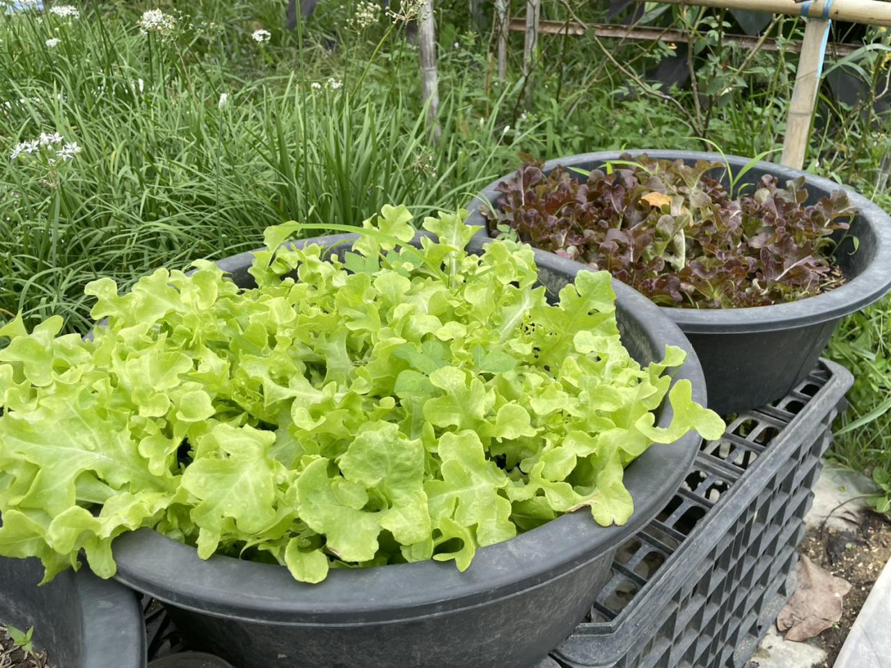 ภาพประกอบที่ 5