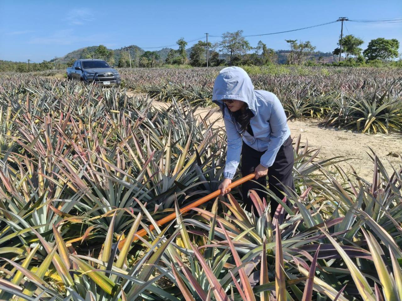 ภาพประกอบที่ 1