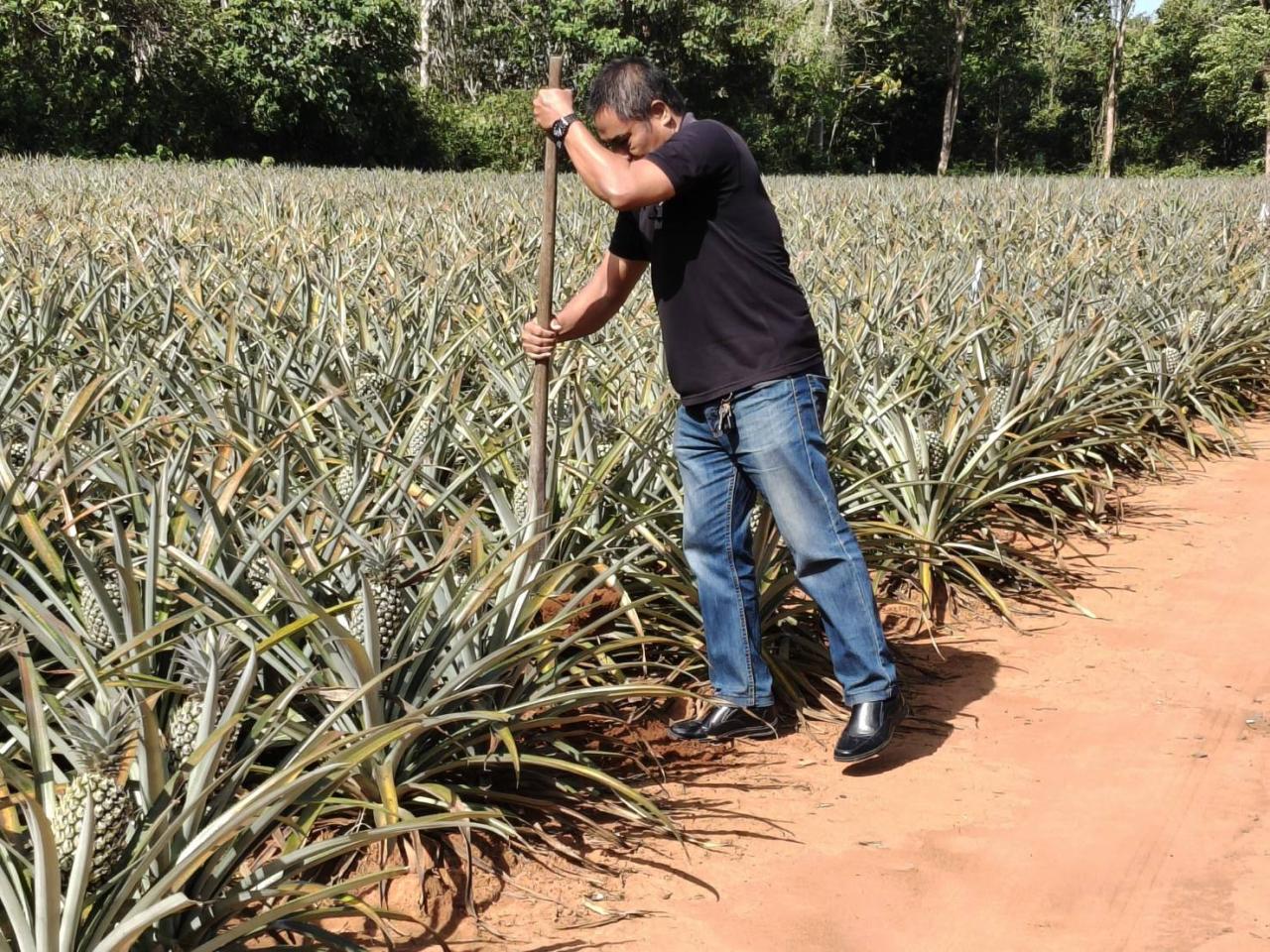 ภาพประกอบที่ 1